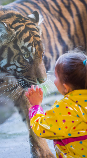 A child watching a tiger