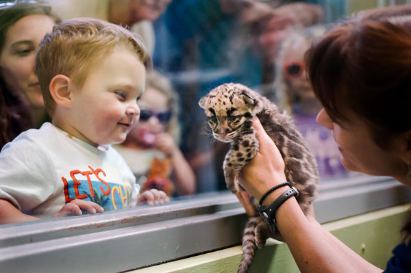 Toddler looking at a baby cheetah